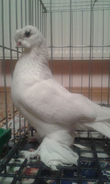  - Achizitie uzbeci 2017