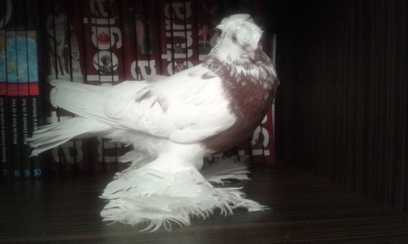  - Achizitie uzbeci 2017