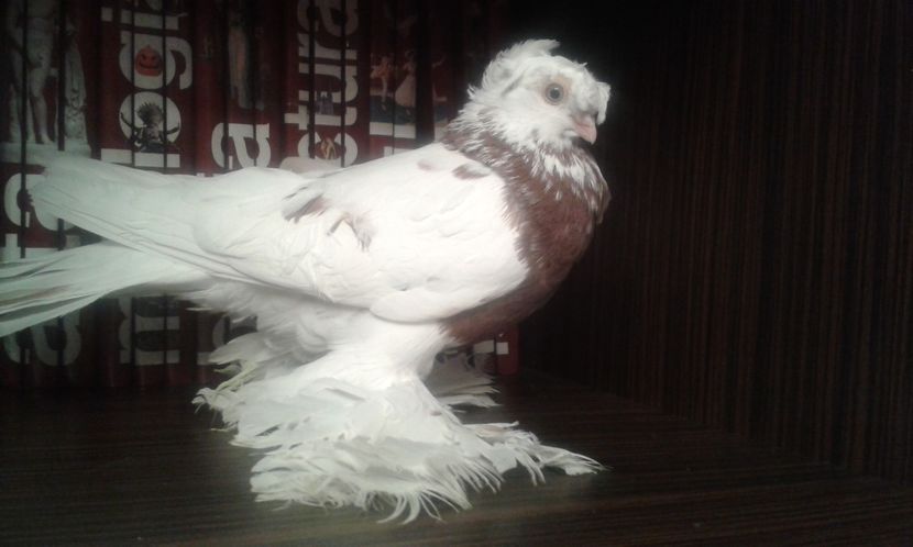  - Achizitie uzbeci 2017