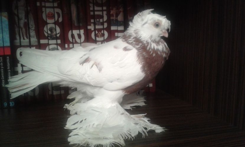  - Achizitie uzbeci 2017