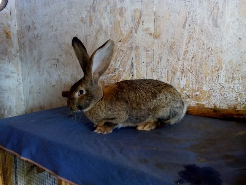 4 luni jumate - 4,400kg