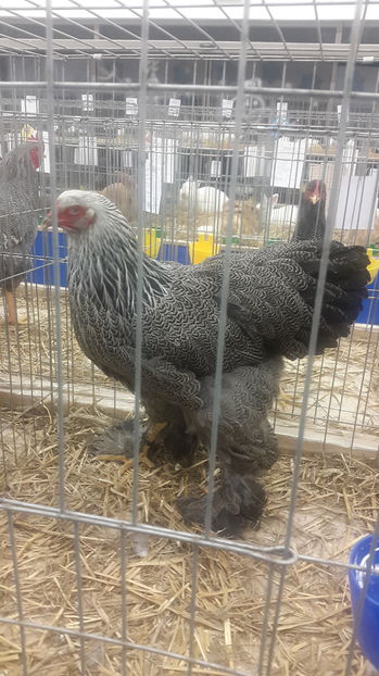  - Expo Mehedinti 2017