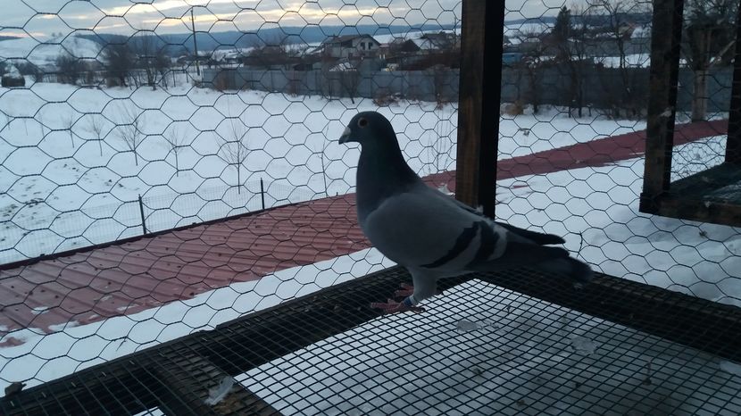  - matca