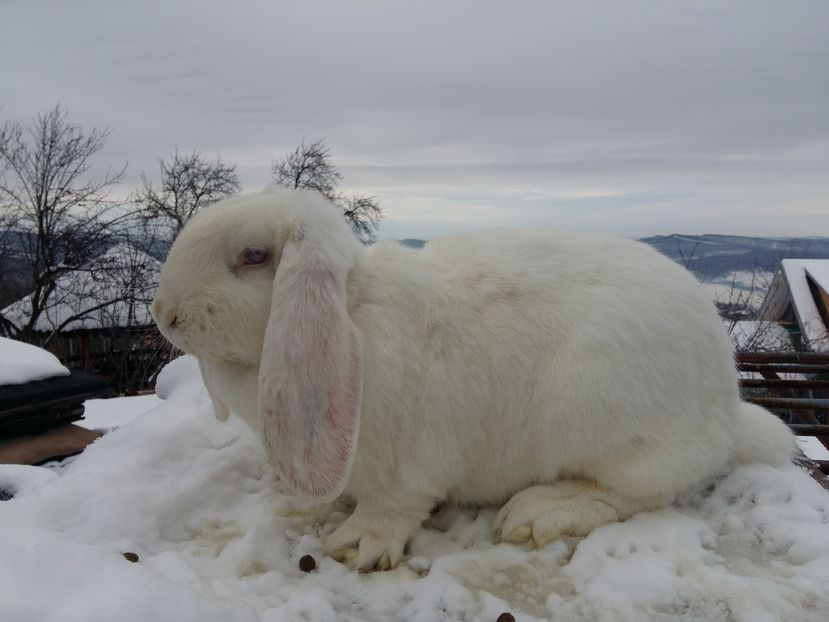 Dupa intarcare a 5 pui