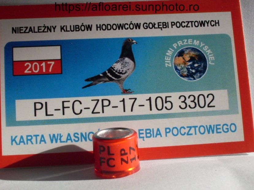 PL FC ZP 17 - POLONIA- ZP