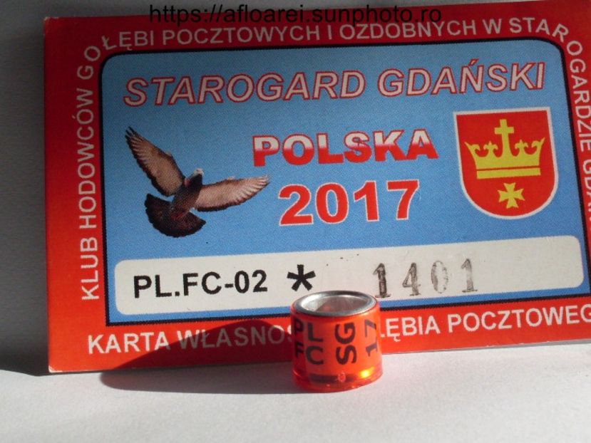 PL FC SG 17 - POLONIA-SG 02