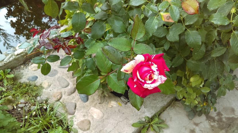 IMAG0044
