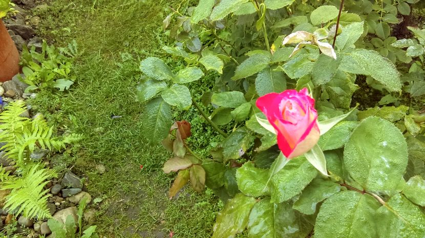 IMAG0037