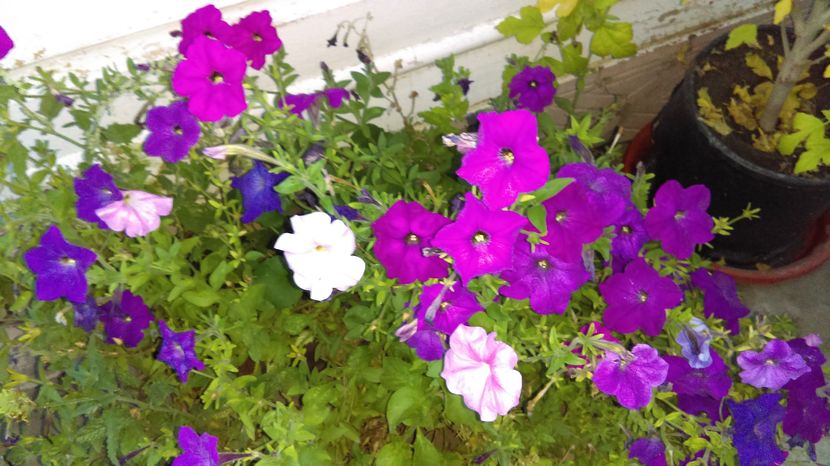 IMAG0017