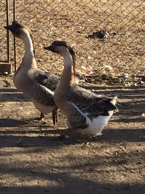 16111258_1512337848794679_55141445_n