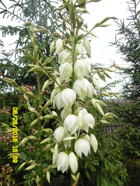 Yucca - Yucca de gradina