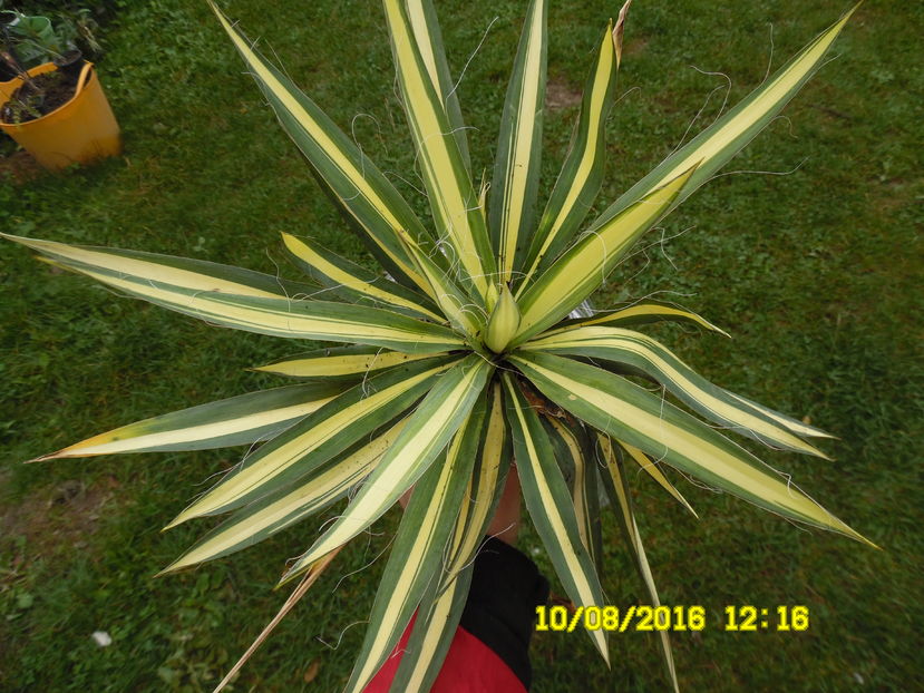 Yucca golden sword; talie pitica
