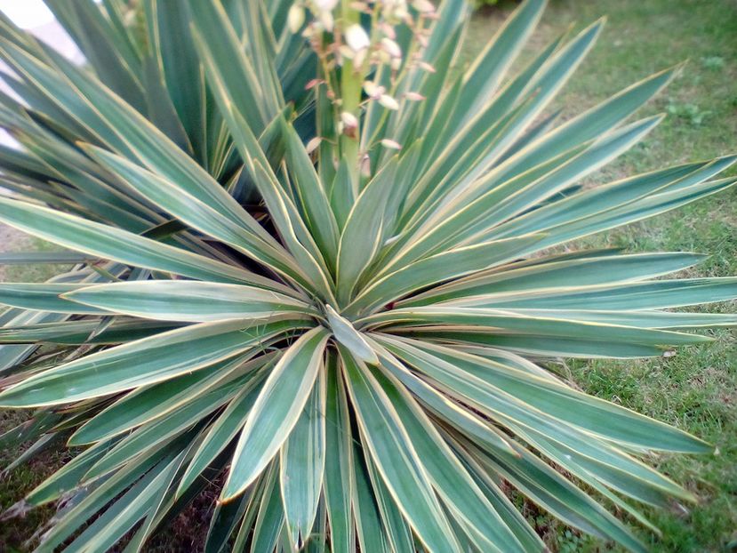 Yucca variegata, planta matura - Yucca de gradina