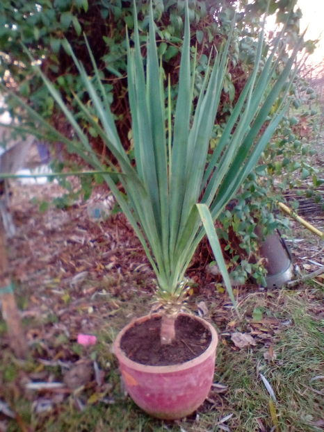 Yucca remontata, infloreste de 2 ori pe an