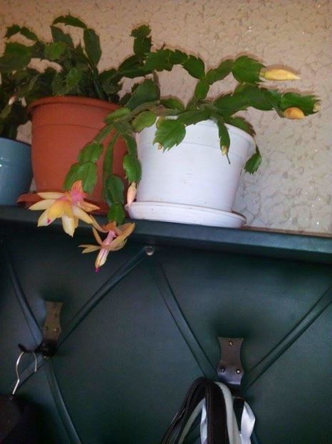 received_1691997667758825 - SCHLUMBERGERA