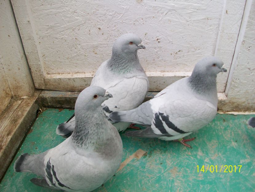 porumbei 062 ALBASTRI