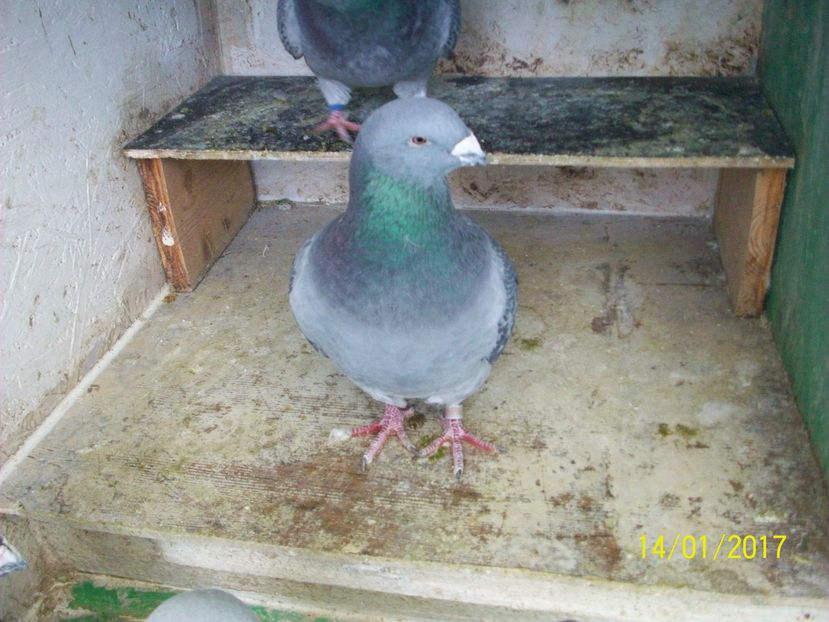 porumbei 065  MASCUL 2015 VANDUT