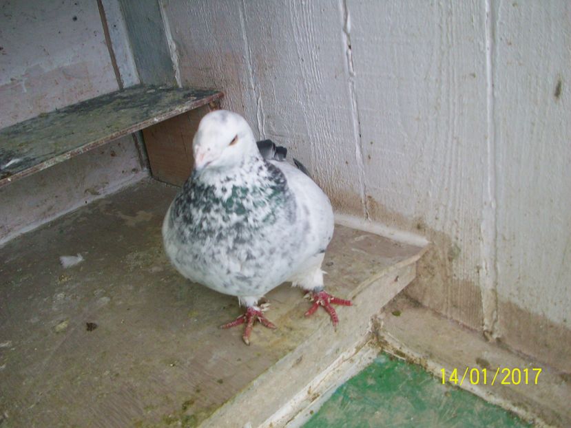 porumbei 067 FEMELA 2014 MATCA - Porumbei Standard Buzau 2017