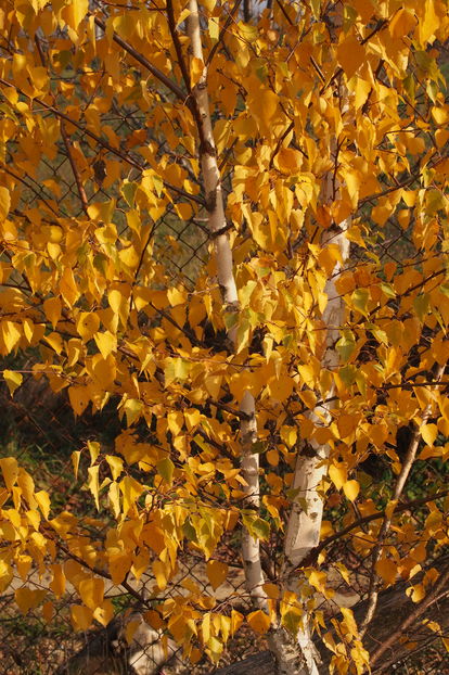 Mesteacan in noiembrie - 1 Gradina mea