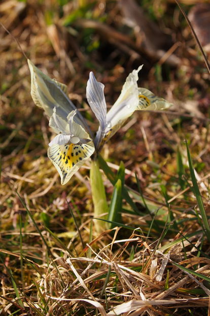 Iris de munte - 1 Gradina mea