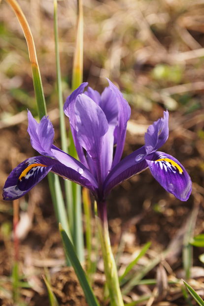 Iris de munte - 1 Gradina mea