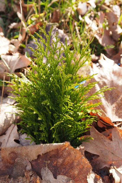 ... sunt inca mic ! - 1 Gradina mea