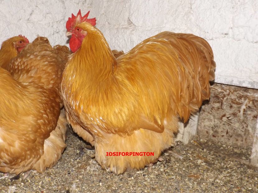 15138540_614948252026009_951410048291788827_o