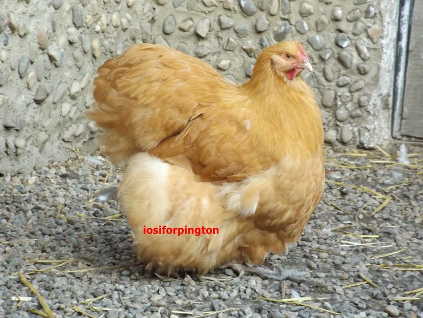 13403107_545070655680436_1970050097625507087_o