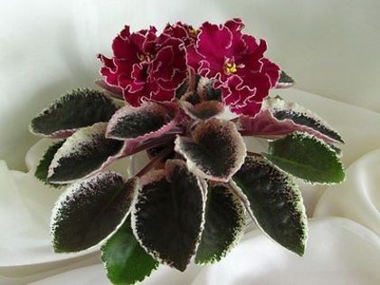 LE-Polina Viardo - african violet - LE-Polina Viardo - Ralu - nu am