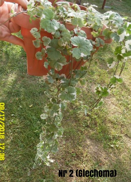 Glechoma variegata, flori albastre - curgatoare