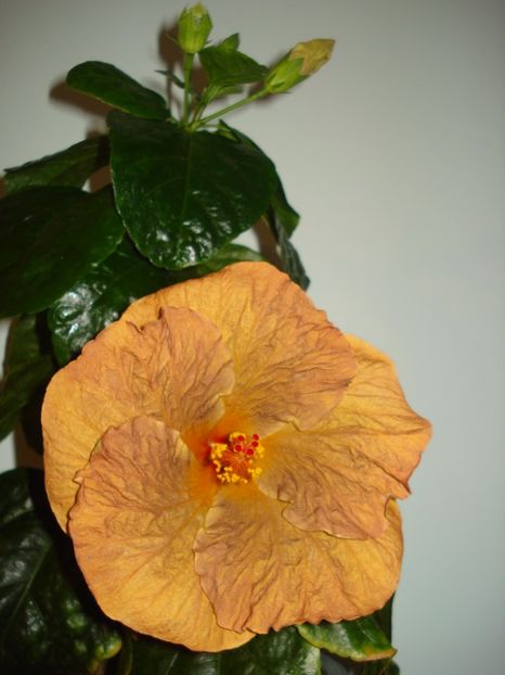 Topaz Glory - HIBISCUS 2017
