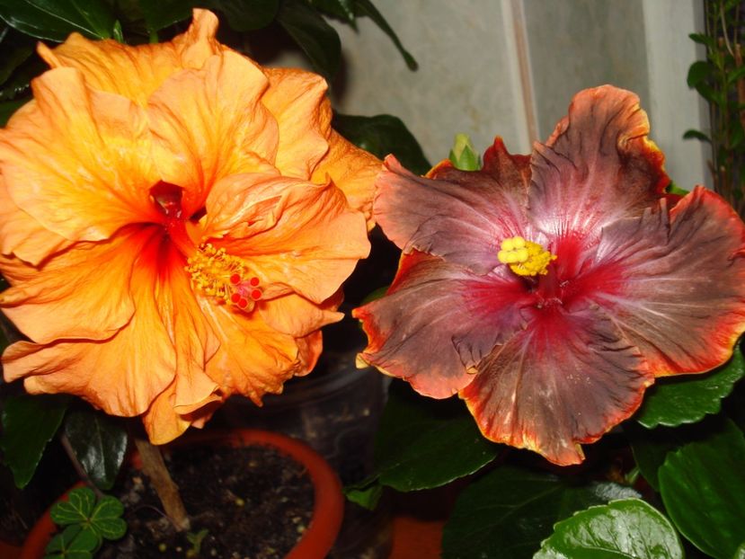  - HIBISCUS 2017