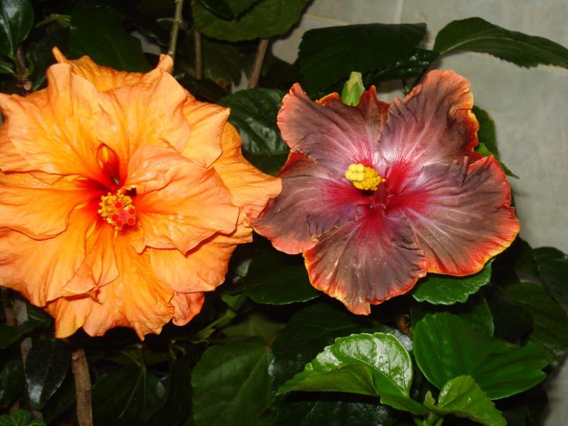 Panorama & Moorea Juan Lucas - HIBISCUS 2017