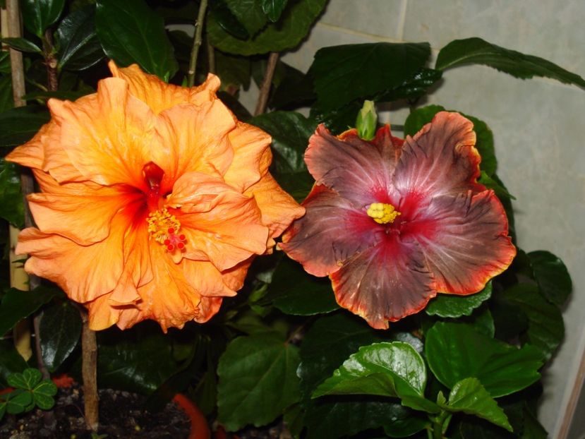  - HIBISCUS 2017