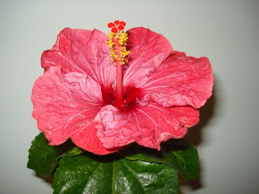  - HIBISCUS 2017
