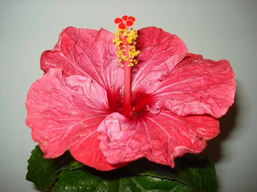 Twilight Glow - HIBISCUS 2017