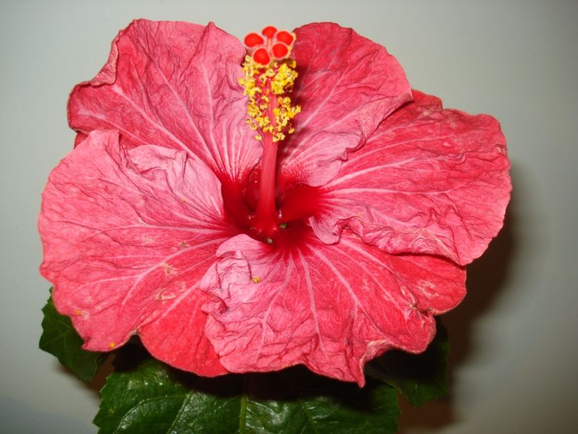  - HIBISCUS 2017
