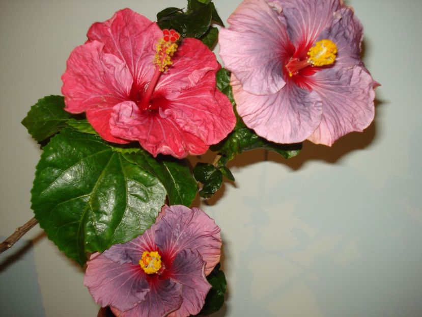  - HIBISCUS 2017
