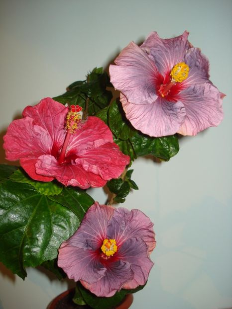  - HIBISCUS 2017
