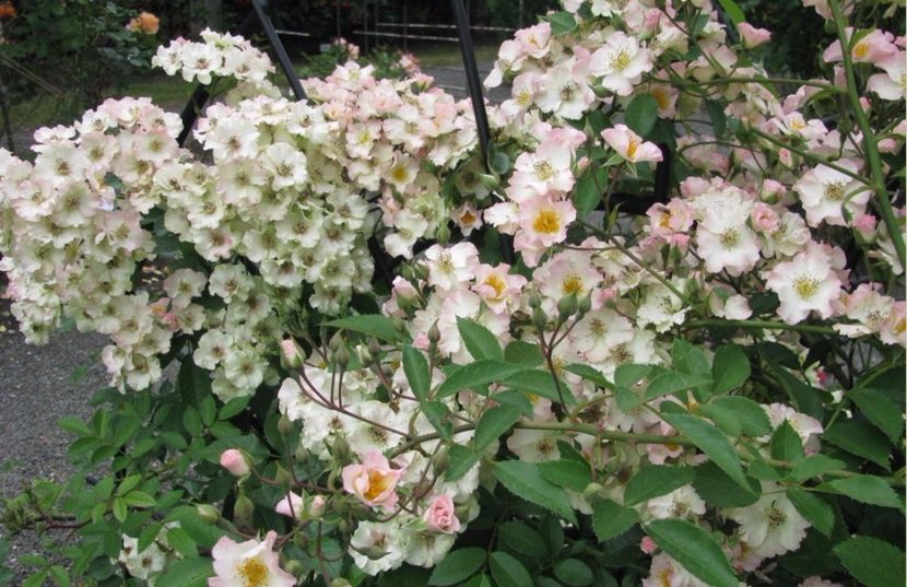 August Deusser2 - Trandafiri cu flori simple sau semiduble