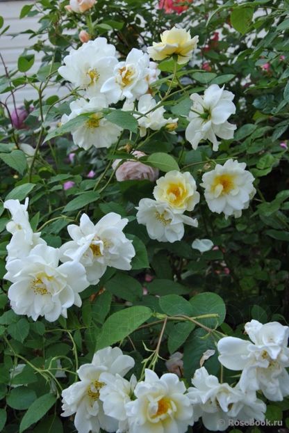 Windrush3 - Trandafiri cu flori simple sau semiduble