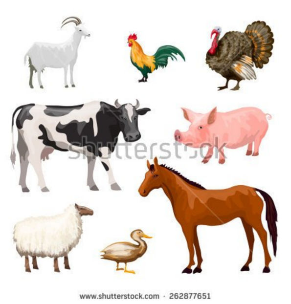 stock-vector-farm-animals-decorative-icons-set-with-cow-goose-pig-horse-isolated-vector-illustration - Animale desenate