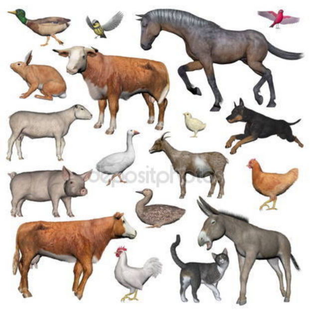 depositphotos_68291379-stock-photo-set-of-farm-animals-3d - Animale desenate