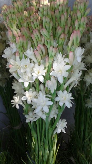 11865346_10153184045842881_2521944968809748588_o - Bulbi de tuberose