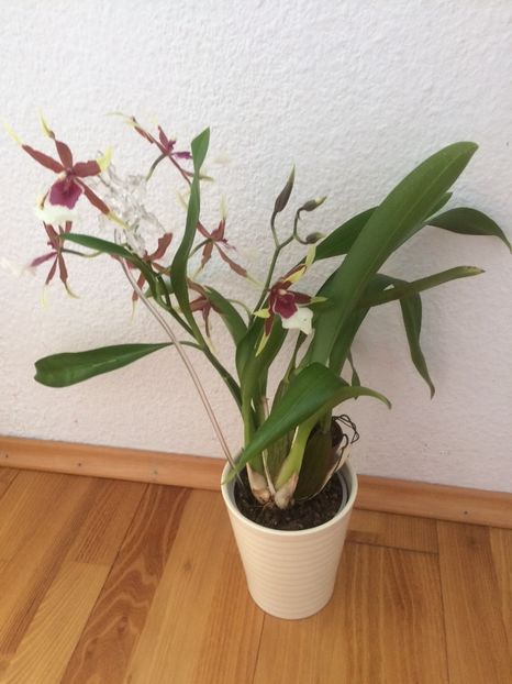 Cambria Euro Star - 9-Orchideele mele