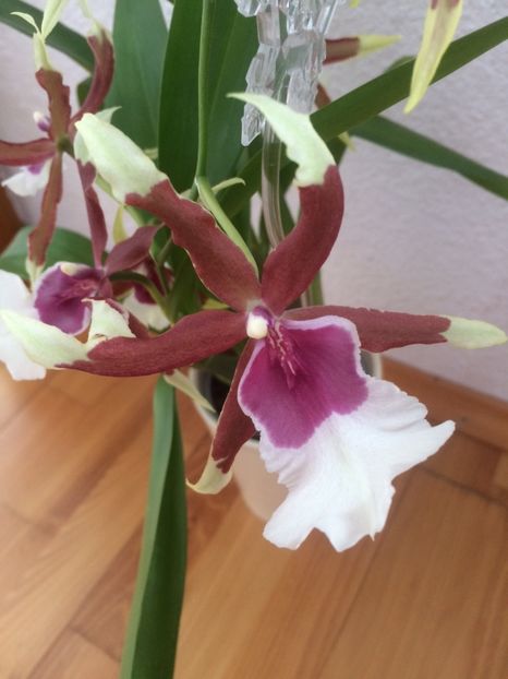  - 9-Orchideele mele