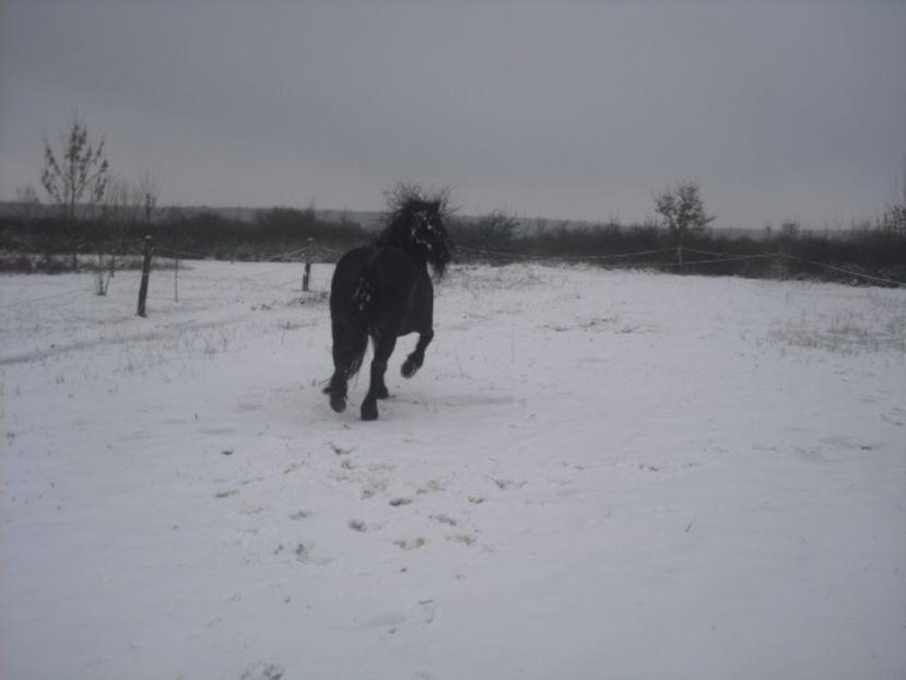 CIMG9459 - BRUTUS armasar semigreu ro