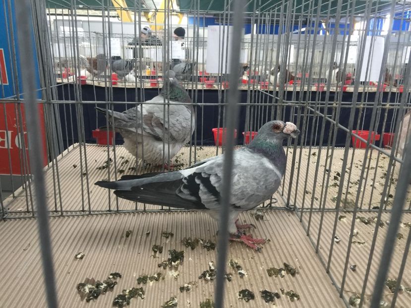  - Cluj Napoca 13 Ianuarie 2017