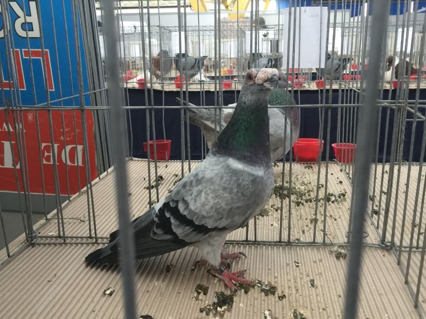  - Cluj Napoca 13 Ianuarie 2017