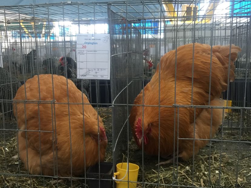  - Cluj Napoca 13 Ianuarie 2017